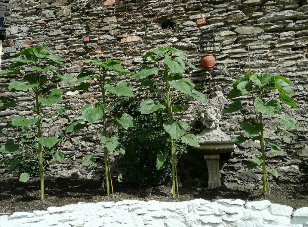 St Vincent Guest House Lynton Dış mekan fotoğraf